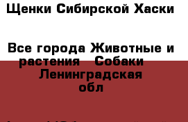 Щенки Сибирской Хаски - Все города Животные и растения » Собаки   . Ленинградская обл.